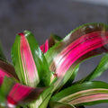 Gabriella Plants Other 6" Bromeliad Neoregelia 'Wolfgang'