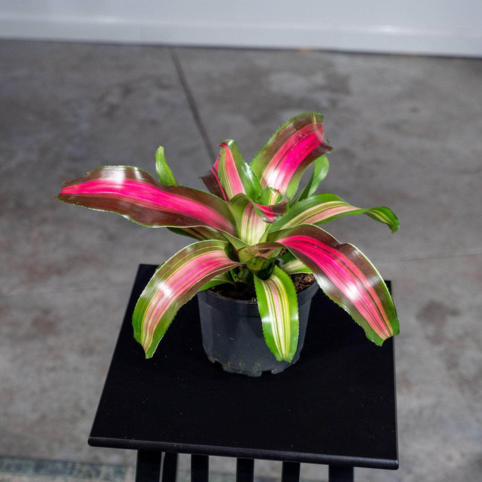 Gabriella Plants Other 6" Bromeliad Neoregelia 'Wolfgang'