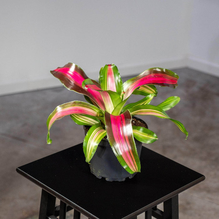 Gabriella Plants Other 6" Bromeliad Neoregelia 'Wolfgang'