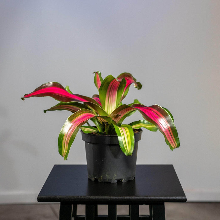 Gabriella Plants Other 6" Bromeliad Neoregelia 'Wolfgang'