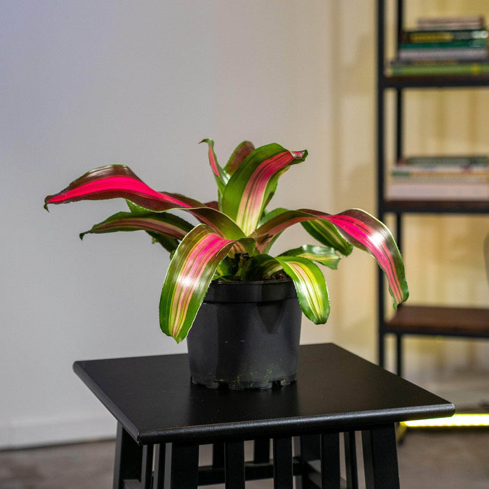 Gabriella Plants Other 6" Bromeliad Neoregelia 'Wolfgang'