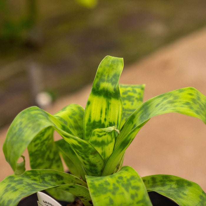 Gabriella Plants Cryptanthus 4" Bromeliad Vriesea ospinae var. gruberi 'Hawaiian Magic'