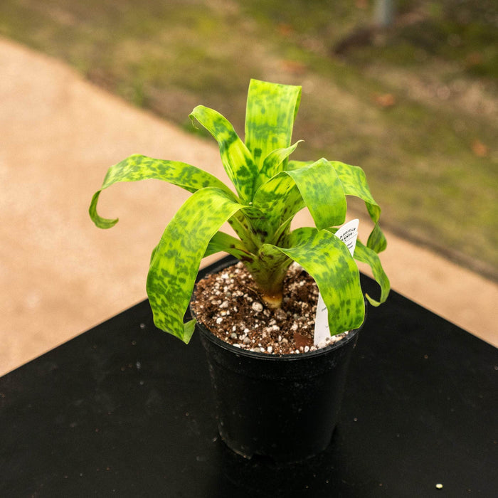 Gabriella Plants Cryptanthus 4" Bromeliad Vriesea ospinae var. gruberi 'Hawaiian Magic'