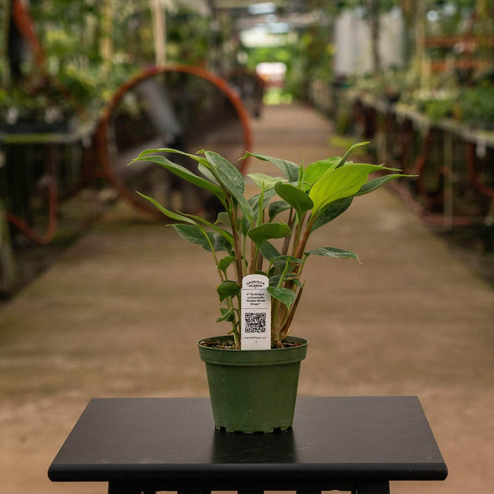 Gabriella Plants Other 4" Burbidgea schizocheila "Golden Brush Ginger"