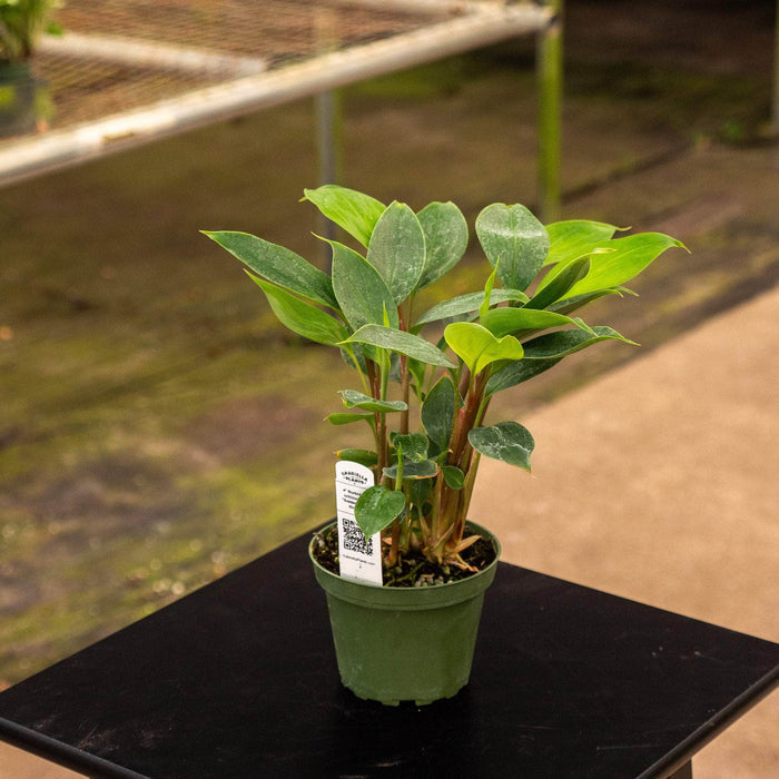 Gabriella Plants Other 4" Burbidgea schizocheila "Golden Brush Ginger"