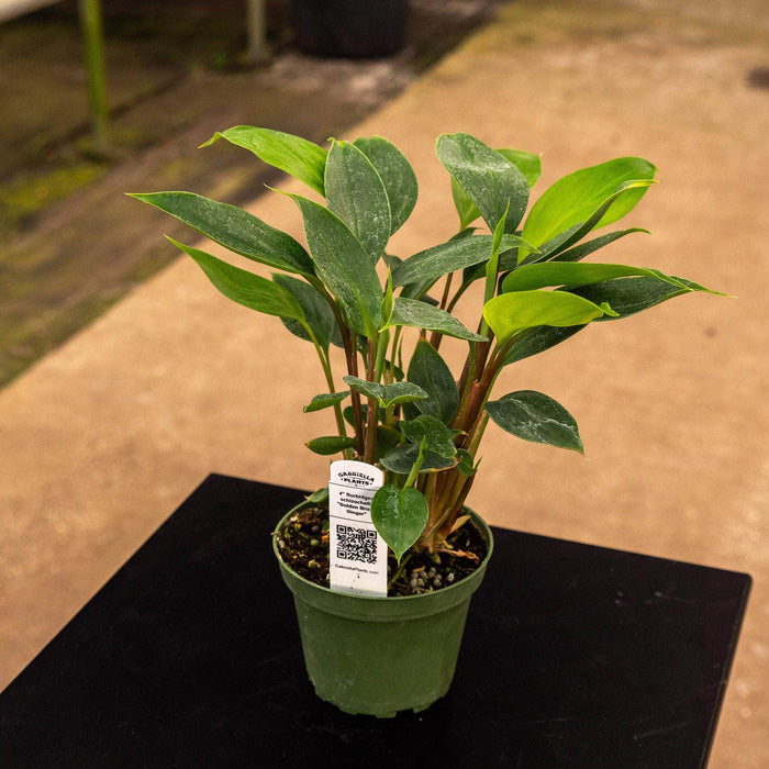 Gabriella Plants Other 4" Burbidgea schizocheila "Golden Brush Ginger"