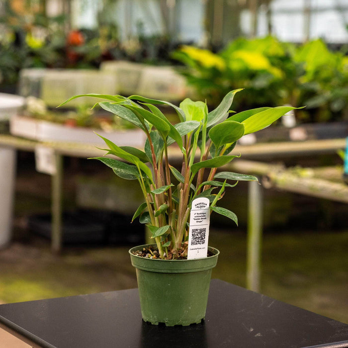 Gabriella Plants Other 4" Burbidgea schizocheila "Golden Brush Ginger"