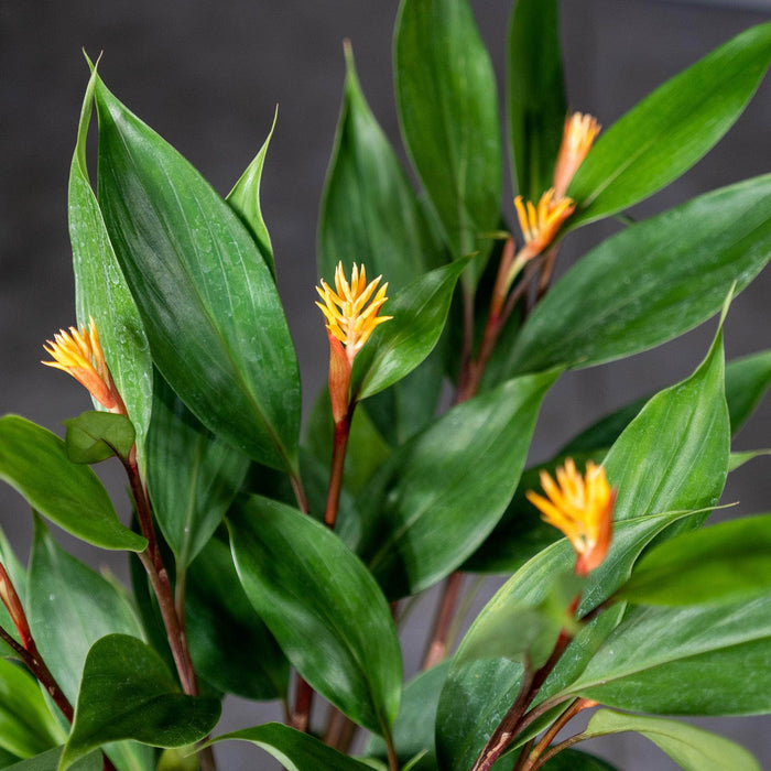 Gabriella Plants Other 4" Burbidgea schizocheila "Golden Brush Ginger"