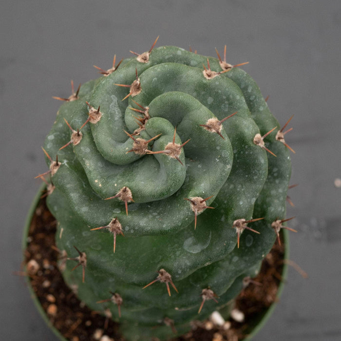 Gabriella Plants Succulent/Cactus 4" Cactus Cereus forbesii 'Spiralis'