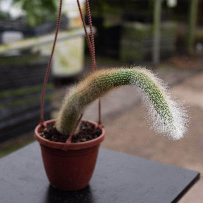 Gabriella Plants Tradescantia 4" Cleistocactus colademononis ‘Monkey Tail Cactus’