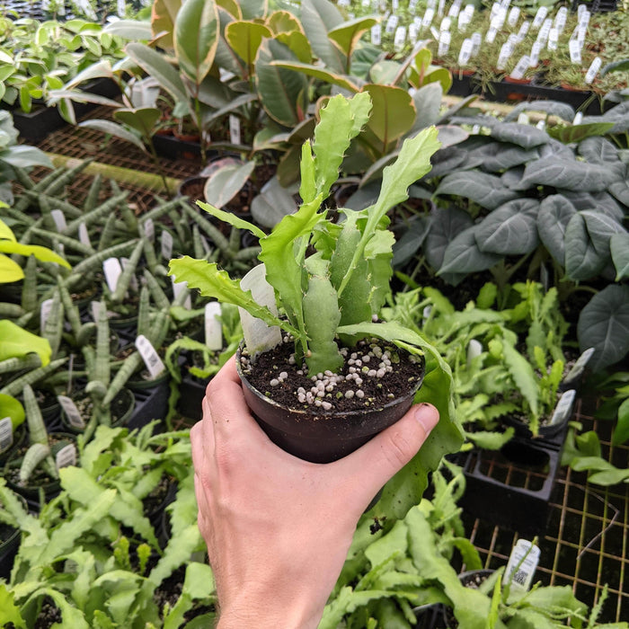 Gabriella Plants 4" Cactus Disocactus ackermannii