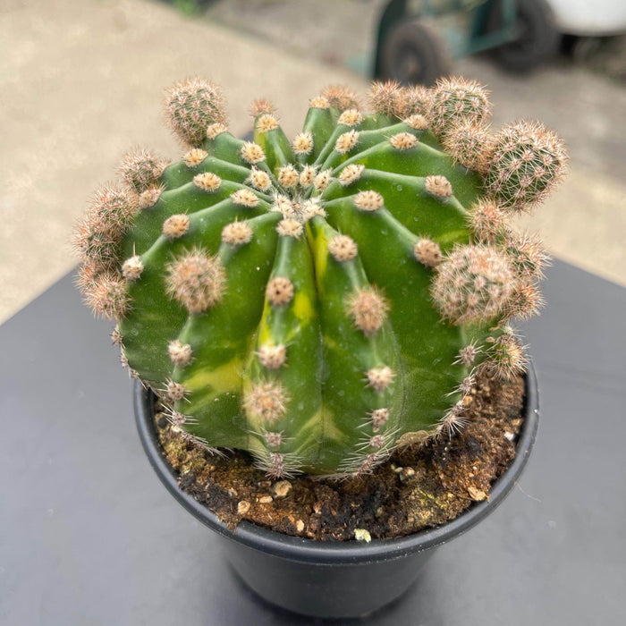 Gabriella Plants Succulent/Cactus 4" Echinopsis eyriesii ‘Aurea Variegata’