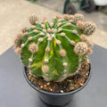 Gabriella Plants Succulent/Cactus 4" Echinopsis eyriesii ‘Aurea Variegata’