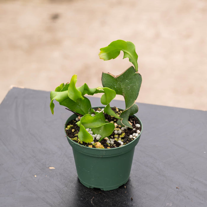 Gabriella Plants Epiphyte 3" Cactus Epiphyllum guatemalense f. monstrosa