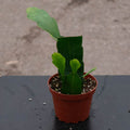 Gabriella Plants Indoor & Outdoor Plants 4" Cactus Epiphyllum oxypetalum