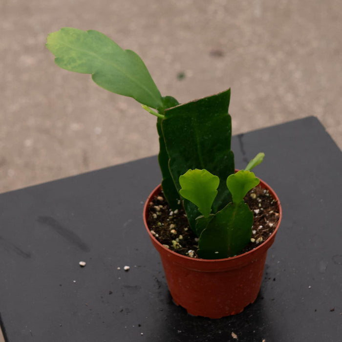 Gabriella Plants Indoor & Outdoor Plants Cactus Epiphyllum oxypetalum