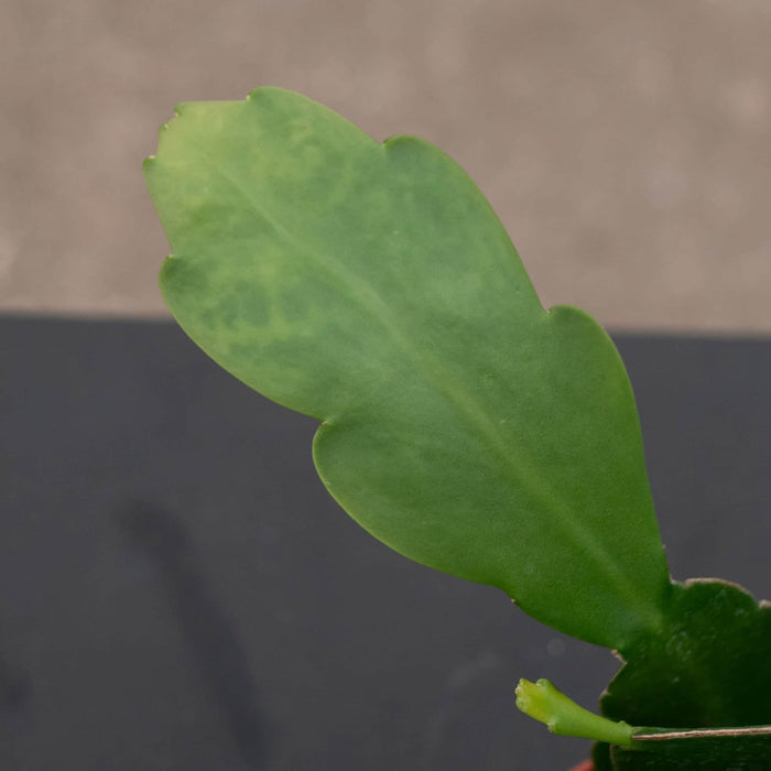 Gabriella Plants Indoor & Outdoor Plants Cactus Epiphyllum oxypetalum