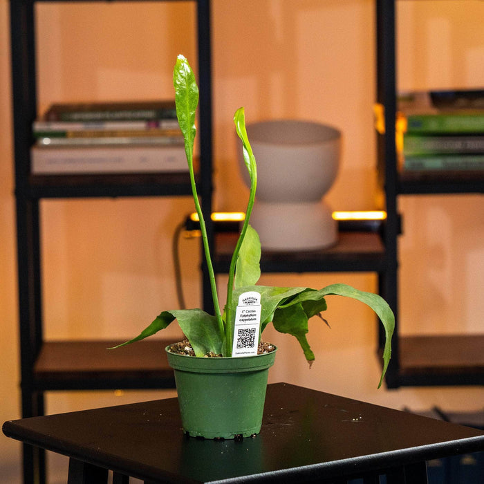 Gabriella Plants Indoor & Outdoor Plants Cactus Epiphyllum oxypetalum