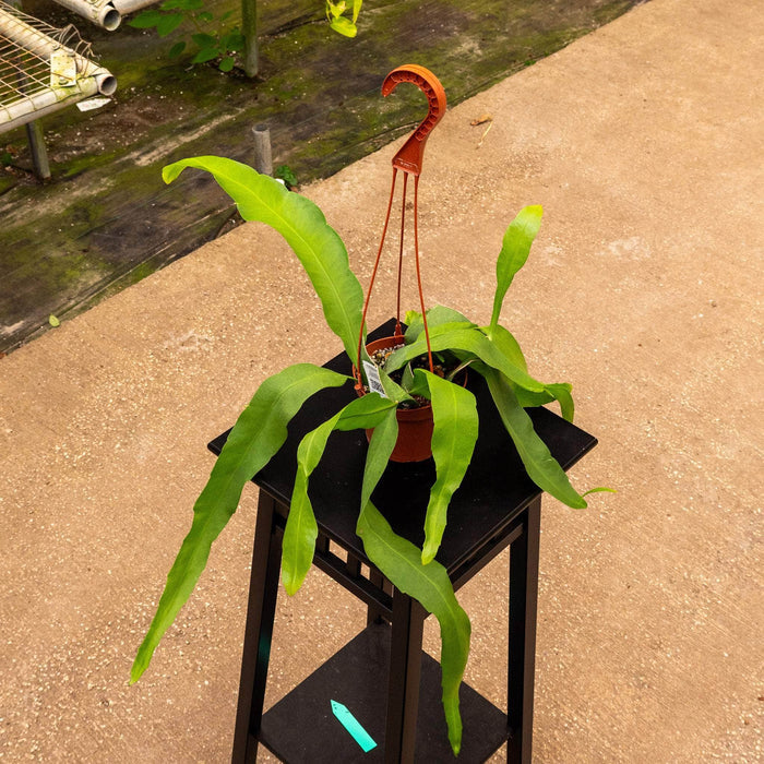 Gabriella Plants Indoor & Outdoor Plants Cactus Epiphyllum oxypetalum
