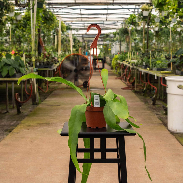 Gabriella Plants Indoor & Outdoor Plants Cactus Epiphyllum oxypetalum
