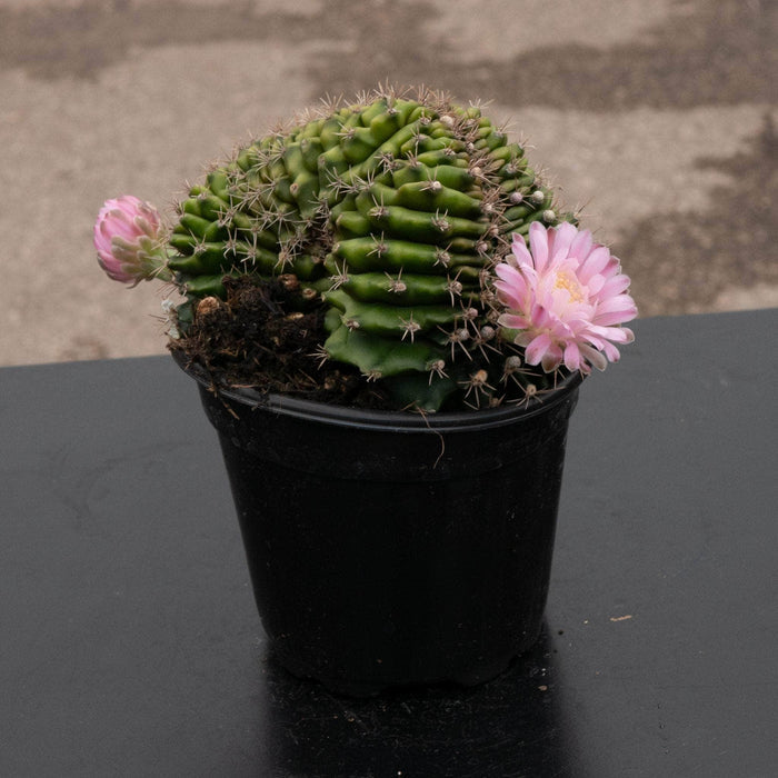 Gabriella Plants Succulent/Cactus 4" Cactus Gymnocalycium friedrichii f. cristatum