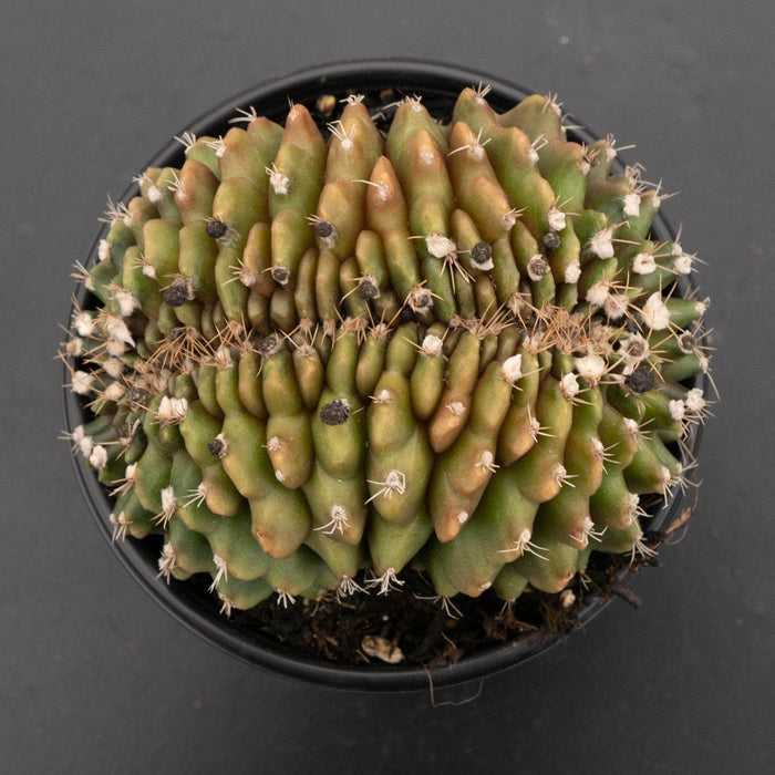 Gabriella Plants Succulent/Cactus 4" Cactus Gymnocalycium friedrichii f. cristatum