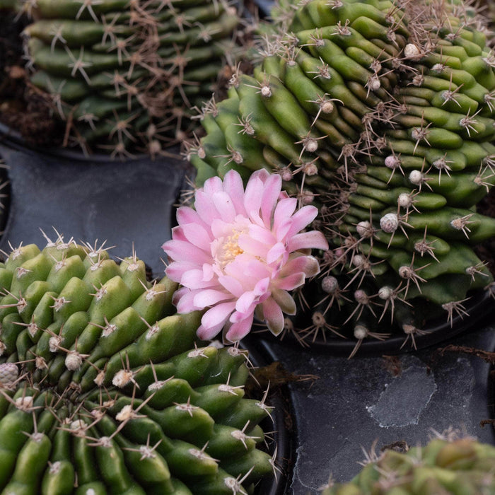 Gabriella Plants Succulent/Cactus 4" Cactus Gymnocalycium friedrichii f. cristatum