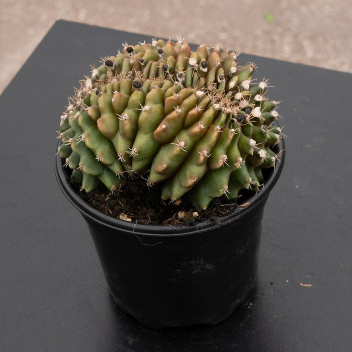 Gabriella Plants Succulent/Cactus 4" Cactus Gymnocalycium friedrichii f. cristatum