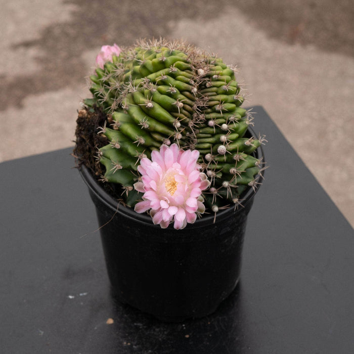 Gabriella Plants Succulent/Cactus 4" Cactus Gymnocalycium friedrichii f. cristatum