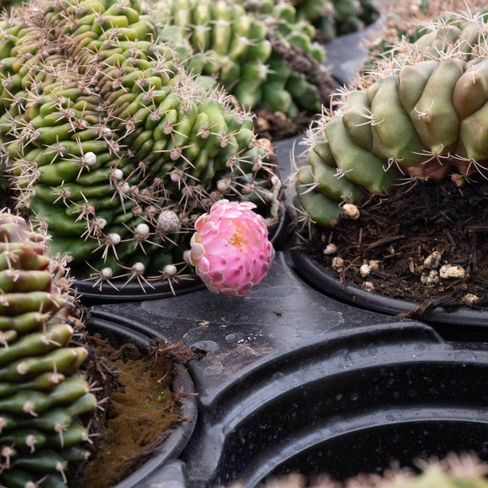 Gabriella Plants Succulent/Cactus 4" Cactus Gymnocalycium friedrichii f. cristatum
