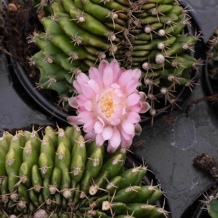 Gabriella Plants Succulent/Cactus 4" Cactus Gymnocalycium friedrichii f. cristatum