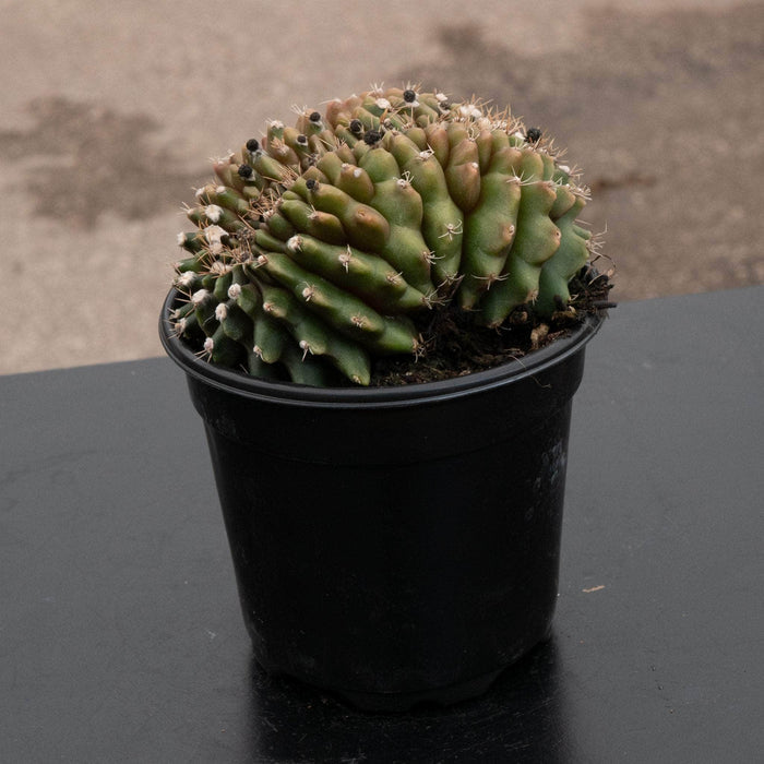 Gabriella Plants Succulent/Cactus 4" Cactus Gymnocalycium friedrichii f. cristatum