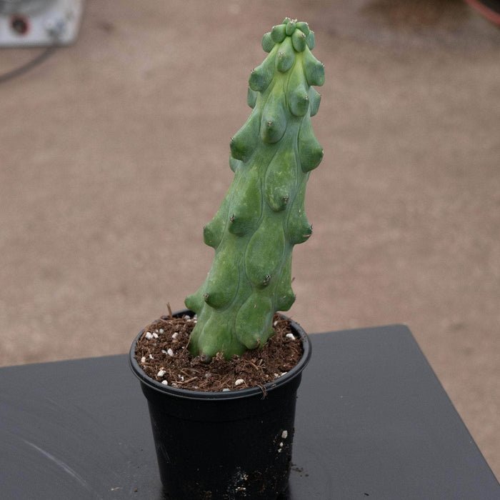 Gabriella Plants Succulent/Cactus 4" Myrtillocactus geometrizans 'Boobie Cactus'