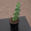 Gabriella Plants Succulent/Cactus 4" Myrtillocactus geometrizans 'Boobie Cactus'