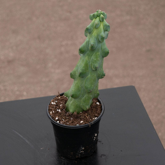 Gabriella Plants Succulent/Cactus 4" Myrtillocactus geometrizans 'Boobie Cactus'