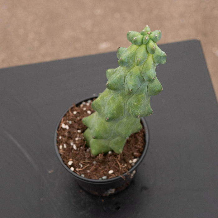 Gabriella Plants Succulent/Cactus 4" Myrtillocactus geometrizans 'Boobie Cactus'