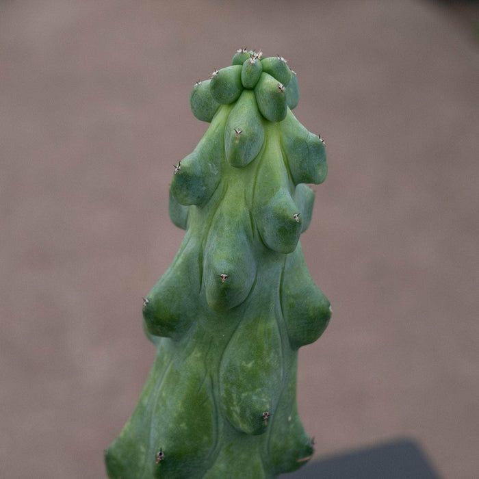 Gabriella Plants Succulent/Cactus 4" Myrtillocactus geometrizans 'Boobie Cactus'