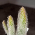 Gabriella Plants Succulent/Cactus 4" Cactus Opuntia erinacea 'Ursine' "Snow"