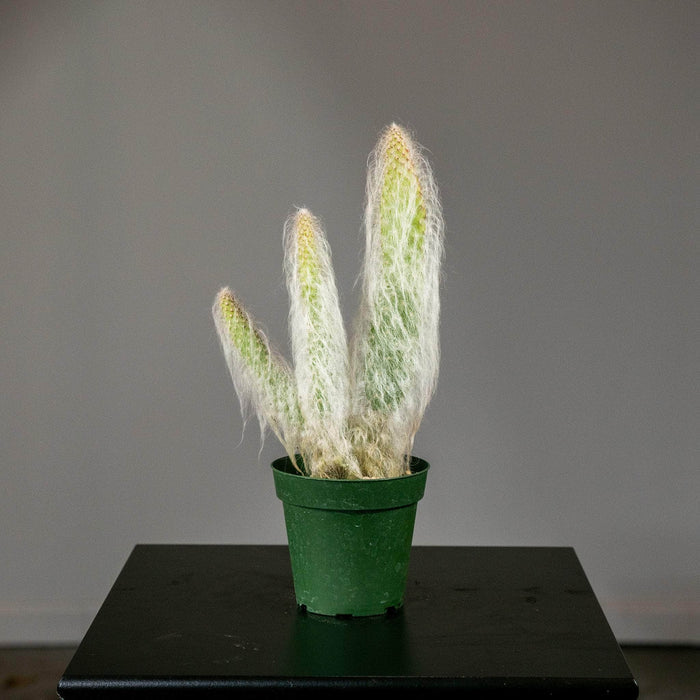 Gabriella Plants Succulent/Cactus 4" Cactus Opuntia erinacea 'Ursine' "Snow"