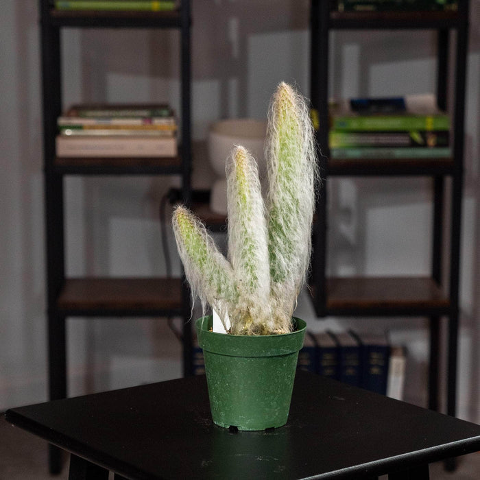 Gabriella Plants Succulent/Cactus 4" Cactus Opuntia erinacea 'Ursine' "Snow"