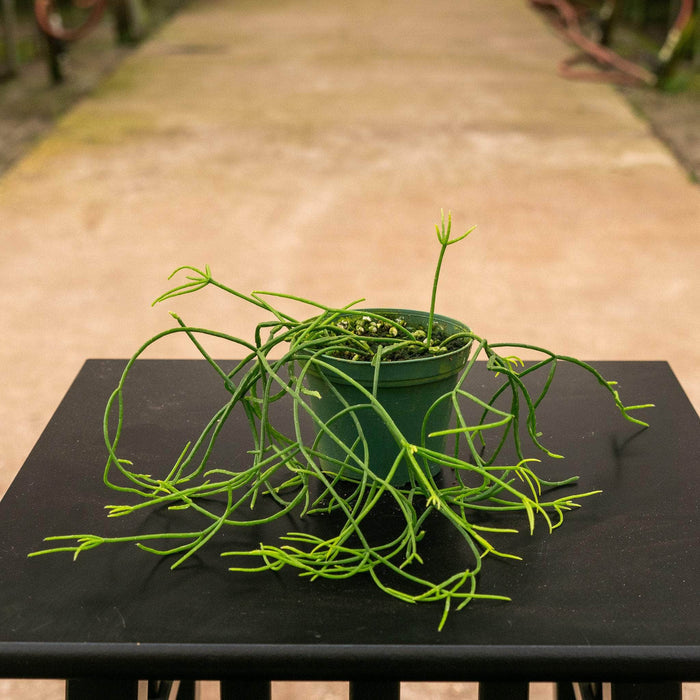 Gabriella Plants Indoor & Outdoor Plants 3" Cactus Rhipsalis baccifera subsp. shaferi