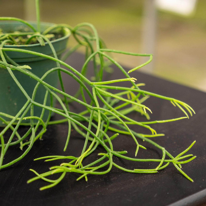 Gabriella Plants Indoor & Outdoor Plants 3" Cactus Rhipsalis baccifera subsp. shaferi