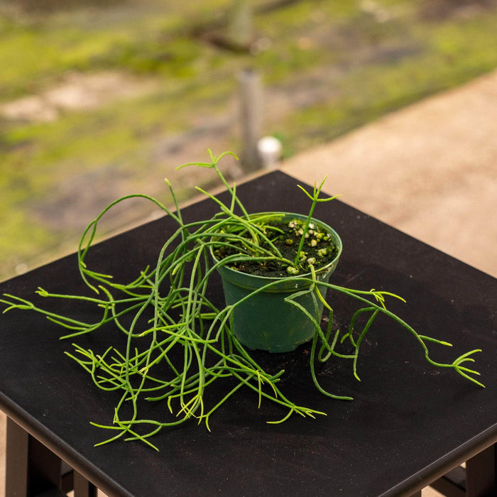 Gabriella Plants Indoor & Outdoor Plants 3" Cactus Rhipsalis baccifera subsp. shaferi