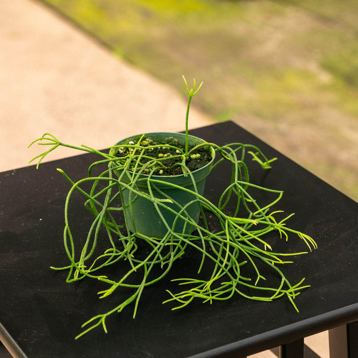 Gabriella Plants Indoor & Outdoor Plants 3" Cactus Rhipsalis baccifera subsp. shaferi