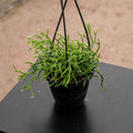 Gabriella Plants Epiphyte 4.5" Cactus Rhipsalis "Growers Choice"