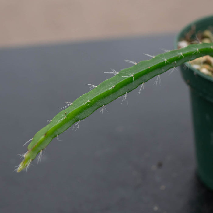 Gabriella Plants 3" Cactus Rhipsalis paradoxa
