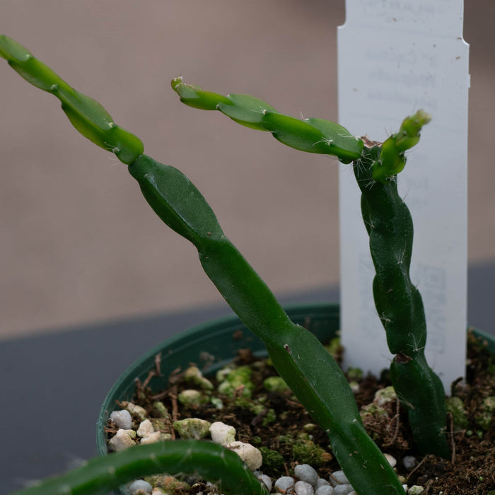 Gabriella Plants 3" Cactus Rhipsalis paradoxa