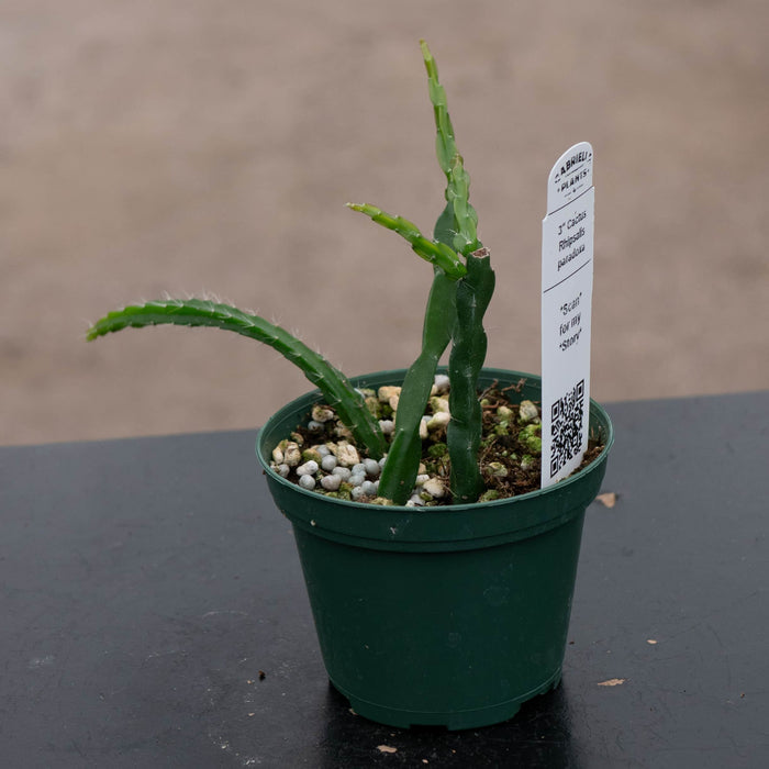Gabriella Plants 3" Cactus Rhipsalis paradoxa