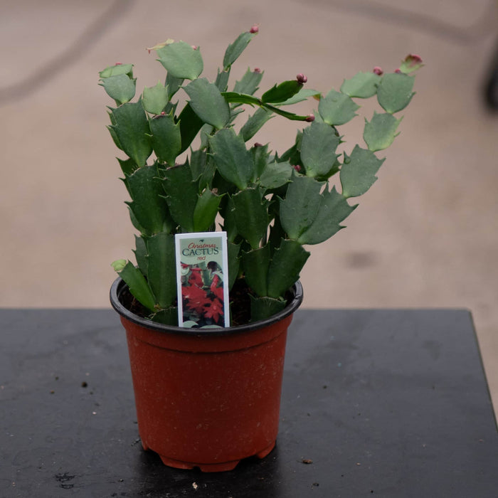 Gabriella Plants 4" Cactus Schlumbergera "Christmas Cactus" Grower's Choice