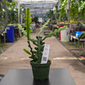 Gabriella Plants Other 4" Cactus Selenicereus anthonyanus "Ric-Rac"